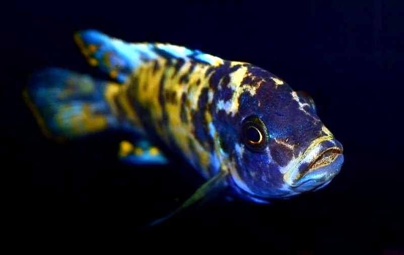 Maylandia zebra 'Chizumulu Island'